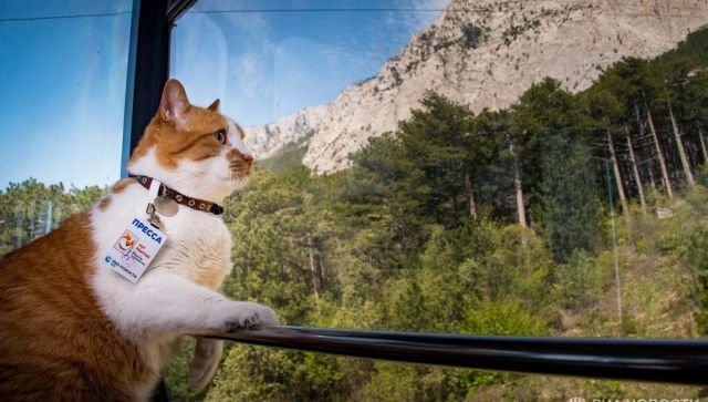 По дороге в облака: как кот Мостик покорял Ай-Петри - видео