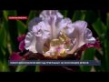 Никитский ботанический сад приглашает крымчан и севастопольцев на экспозицию ирисов