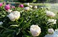 Массовое цветение пионов началось в ботаническом саду Симферополя