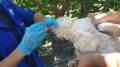 Специалисты ГБУ РК «Нижнегорский районный ВЛПЦ» продолжают проводить вакцинацию домашней птицы против болезни Ньюкасла