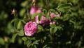 Магнит для туристов: в Крыму зацвели поля роз
