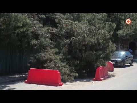 Еще одно сухое дерево упало в Севастополе (СЮЖЕТ)