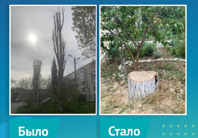 Севастопольцам напомнили, куда можно сообщить об аварийных деревьях