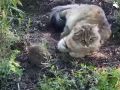 «Том и Джерри променяли Америку на Крым»: В соцсети появилось видео дружбы кота и мышонка