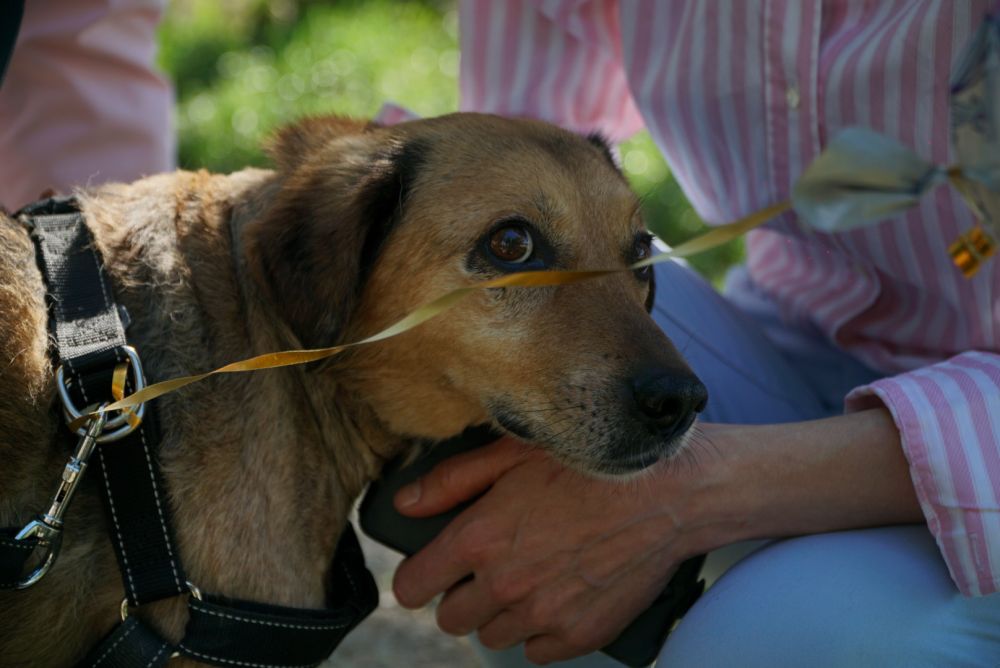 В Симферополе пропал пёс, которого выписали из стационара после тяжелых травм и 16 операций