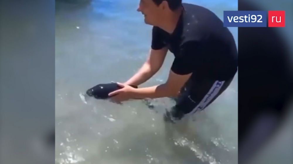 Под Севастополем отдыхающие спасли маленького дельфинёнка