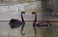 Два черных лебедя появились на озере Симферопольского зооуголка