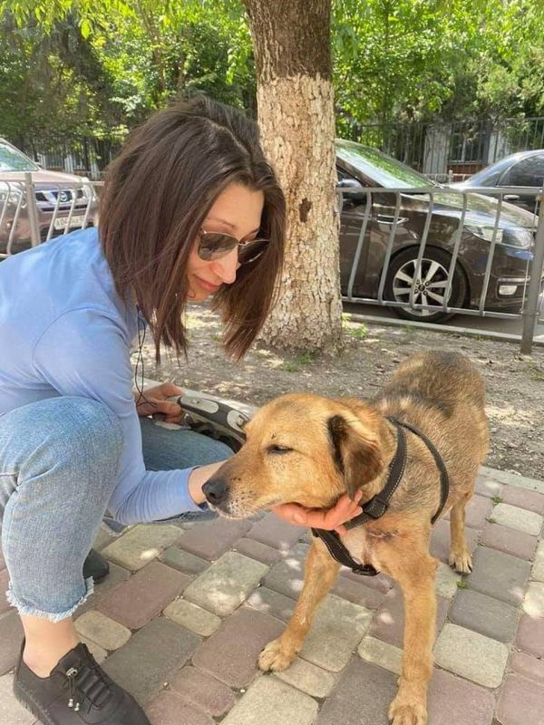 В Симферополе нашелся пес Везунчик, который удрал из стационара, не дождавшись новых хозяев