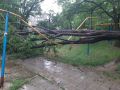 В Керчи из-за сильного ветра дерево повредило газовую трубу