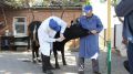 Ветеринарные специалисты ГБУ РК «Нижнегорский районный ВЛПЦ» продолжают проводить вакцинацию сельскохозяйственных животных против сибирской язвы