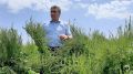 Андрей Рюмшин: В Республике Крым в этом году будет посеяно 460 гектаров семенников сахарной свеклы