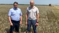 В Советском районе стартовала уборочная кампания озимых зерновых культур – 2021