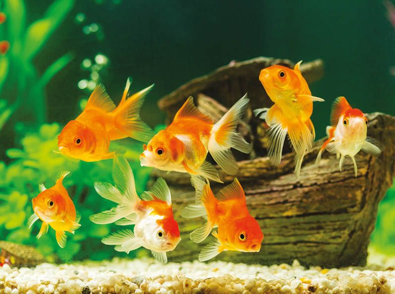 Почему умирают рыбки в аквариуме?