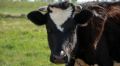 Крымский фермер пытался присвоить 3 млн руб гранта через фиктивную сделку на покупку скота