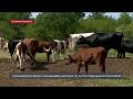 В Севастополе убивают молочную ферму в Вишнёвке