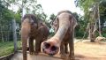 Как слон поднимает семечки и помогает ученым разрабатывать подъемники