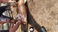 Специалисты ГБУ РК «Раздольненский районный ВЛПЦ» продолжают проводить вакцинацию сельскохозяйственных животных против сибирской язвы