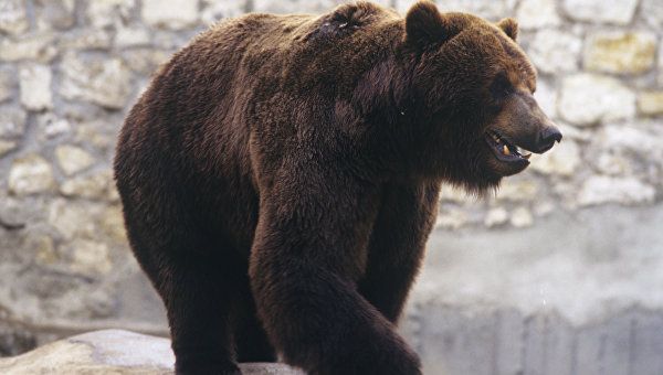Как воспитывают медвежат в Саяно-Шушенском заповеднике – видео
