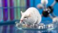 Эксперимент: в Китае самец мыши родил потомство