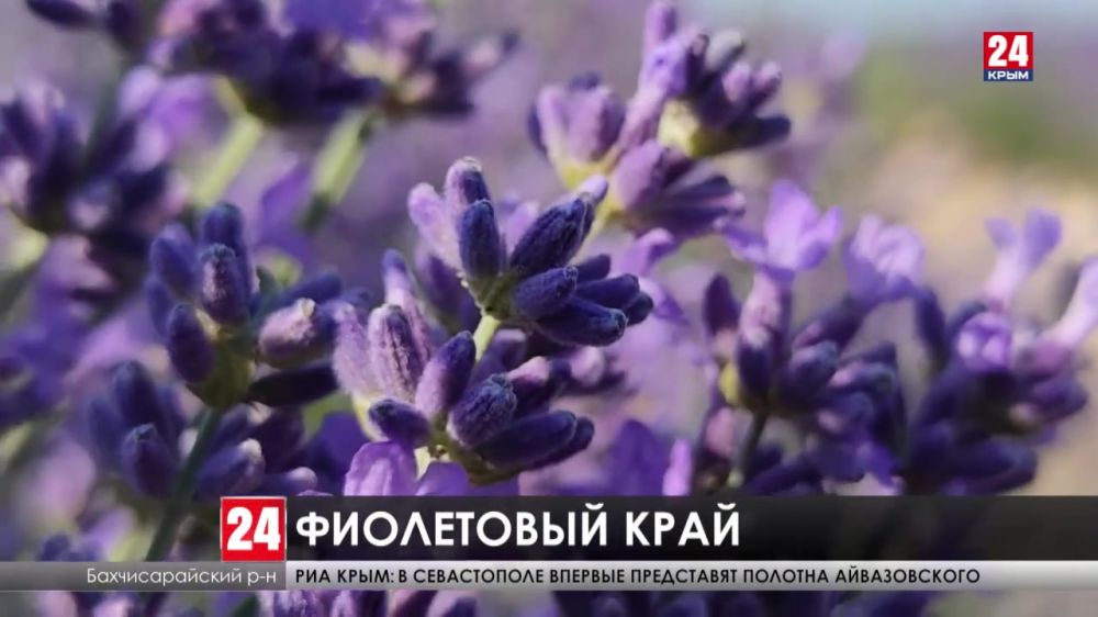 В Крыму зацвела лаванда. Туристы тоже приезжают посмотреть на местную достопримечательность