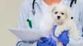 Специалисты ГБУ РК «Евпаторийский городской ВЛПЦ» проведут выездную вакцинацию домашних собак и кошек против бешенства на территории городского округа Евпатория в июле 2021 года