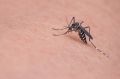 В некоторых районах Крыма началось нашествие комаров