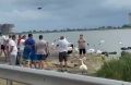 Крымчане осудили поведение туристов на озере с лебедями в Евпатории