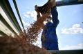 После потопа в Крыму приостановлен сбор урожая зерна