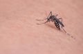 В Минсельхозе пообещали спасти крымчан от нашествия комаров