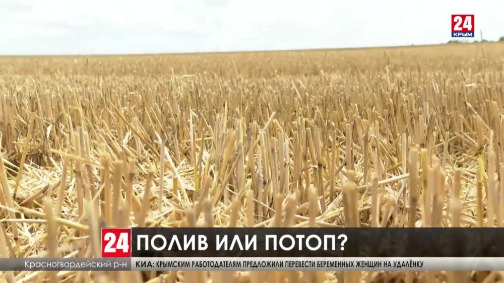 Уборочную кампанию в Крыму пришлось остановить из-за буйства стихии. Подтопило около 18 тысяч гектаров сельхозугодий