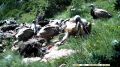 Минприроды Крыма продолжает проводить подкормку черных грифов и белоголовых сипов