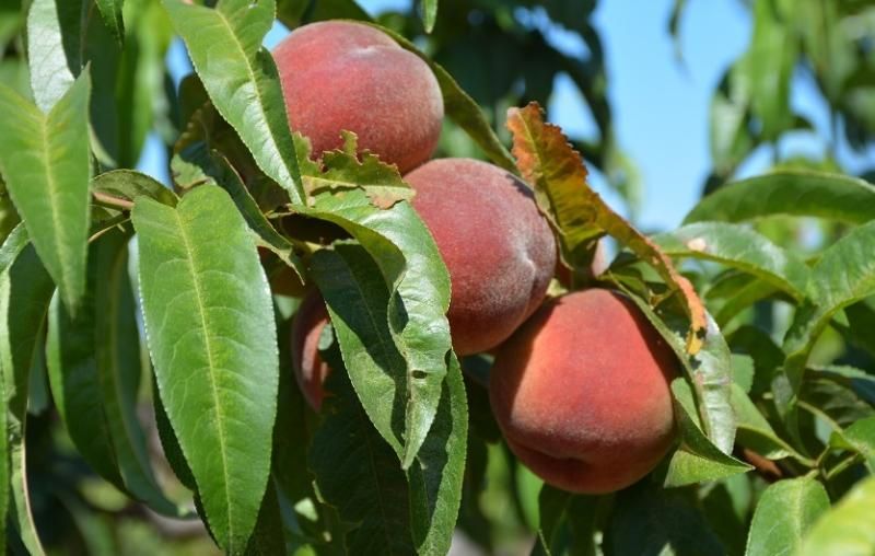 В Севастополе стартовал сбор урожая персиков
