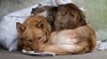 Специалистами отдела ветеринарии города Керчь и Ленинского района проведены обследования территорий на предмет наличия собак без владельцев