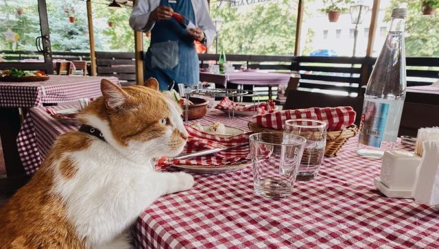 Кот Мостик учится готовить у шефа мирового класса Зорана Вельковича