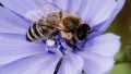Чем полезна пчелиная пыльца для человека