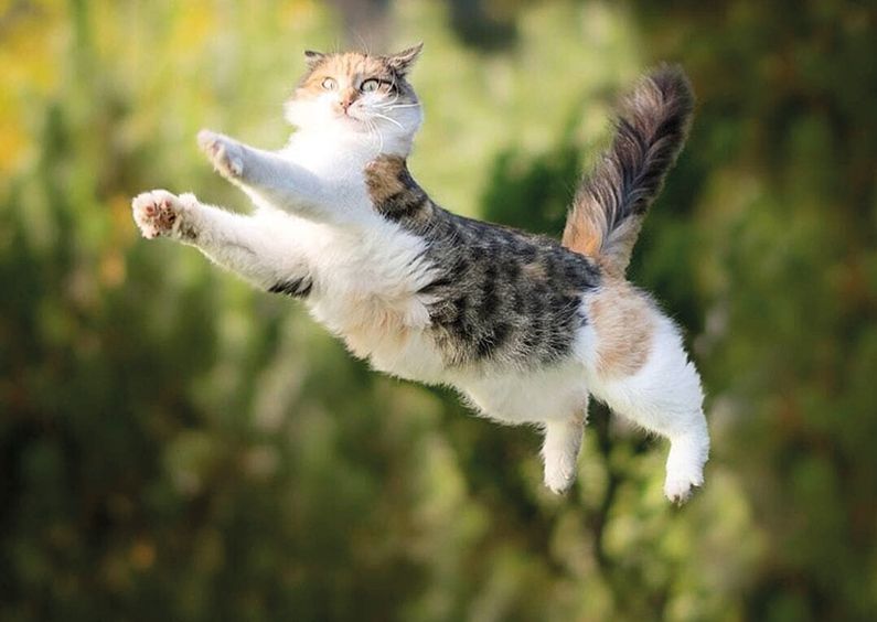 Почему кошки всегда приземляются на лапы и чем они уникальны