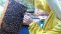 Специалистами ГБУ РК «Ялтинский городской ВЛПЦ» проведены обследования личных подсобных хозяйств, в которых осуществляется содержание медоносных пчел