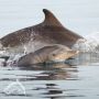 В Крыму у берегов Опука резвятся 10 взрослых дельфинов и 1 новорожденный