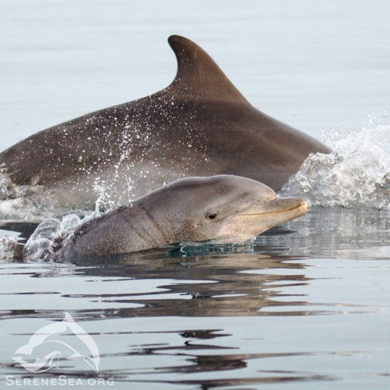 В Крыму у берегов Опука резвятся 10 взрослых дельфинов и 1 новорожденный