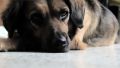 Как спасти собаку от отравления – ветеринар