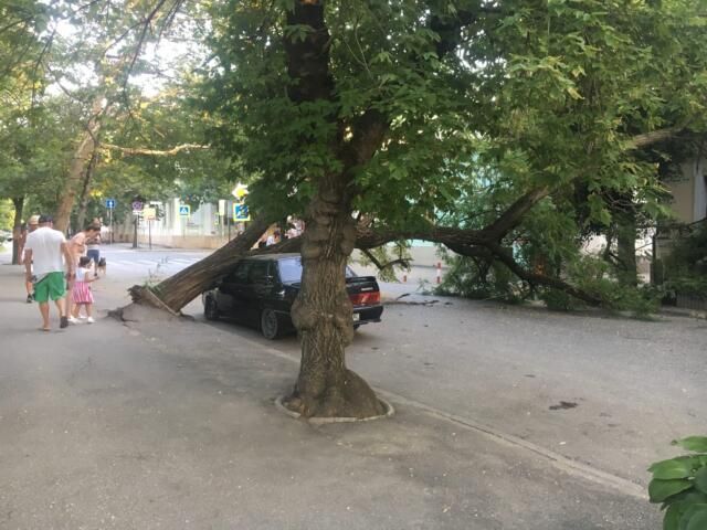 Дерево упало на автомобиль в Симферополе
