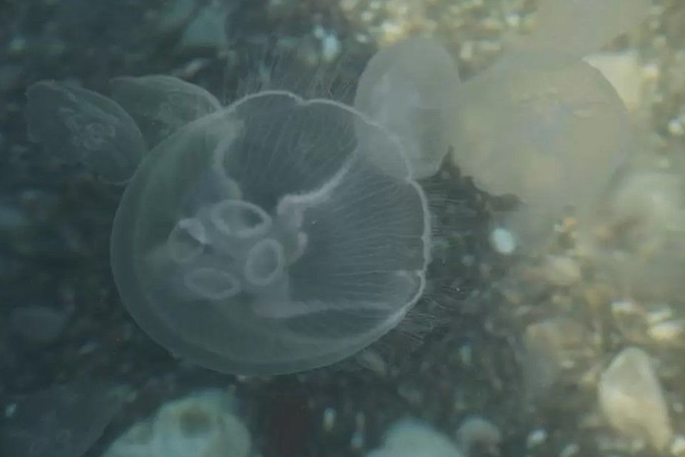 Крымское побережье атаковали огромные медузы