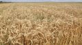 Урожайность зерновых в этом году в Крыму выросла почти в полтора раза