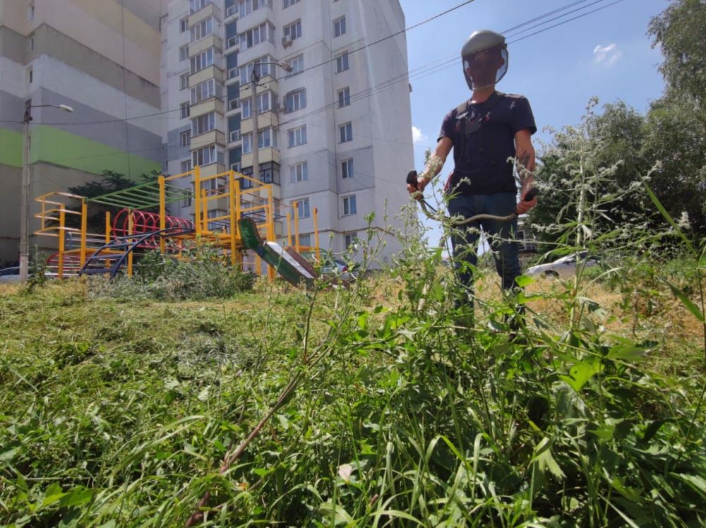 В Крыму продолжают бороться с амброзией