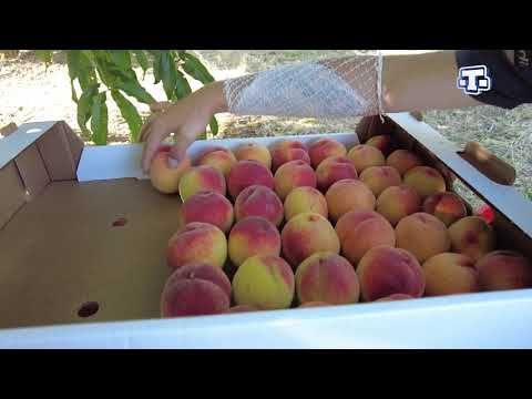 В Крыму стартовал сбор урожая персиков