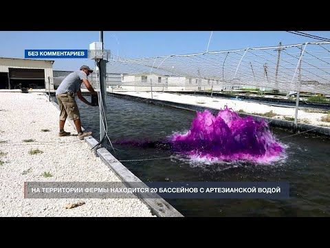 В Джанкойском районе Крыма работает осетровая ферма