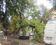 В Симферополе большое дерево рухнуло на машину