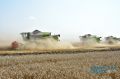 Хлеборобы Крыма уже собрали 824 тысячи тонн зерновых и зернобобовых культур