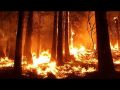 В Севастополе с начала года зафиксировано пять лесных пожаров
