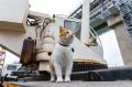 Кот Мостик и античные коты: Символ «стройки века» нашел коллег в Херсонесе